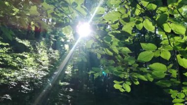 Kayın dağı ormanlarının bahar manzarası