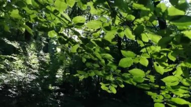 Kayın dağı ormanlarının bahar manzarası