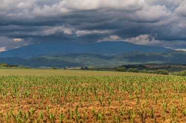Dağlık arazide yeni mısır hasadı