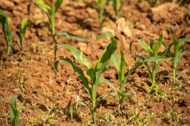 Dağlık arazide yeni mısır hasadı