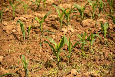 Dağlık arazide yeni mısır hasadı