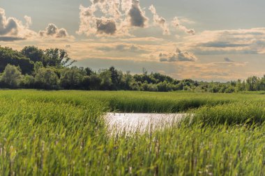 Vahşi bir gölün yaz manzarası