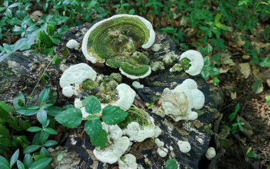 Daedalea quercina ormandaki eski bir kütük üzerinde