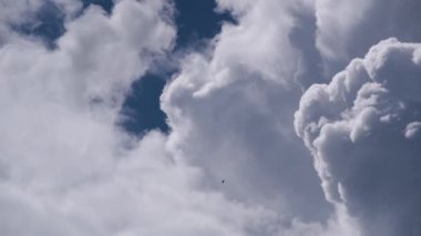 Bir kuş gökgürültüsü bulutlarının arka planında süzülür