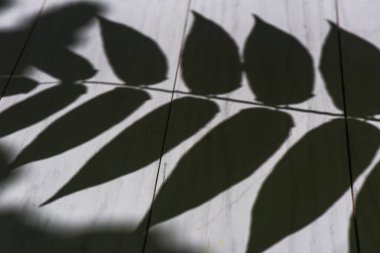 Arkaplan için yaprakları olan bir dalın doku gölgesi