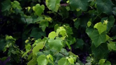 Şiddetli yağmurda yeni üzüm hasadı