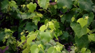 Şiddetli yağmurda yeni üzüm hasadı