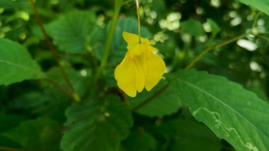 Dağ ormanlarında noli-tangere