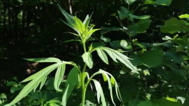 Dağ ormanında Artemisia verlotiorum