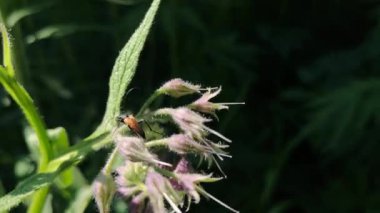 Symphytum officinale bir dağ çayırında çiçek açar.