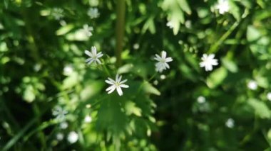 Yeşil çimenlerin üzerinde beyaz yıldız çiçeği