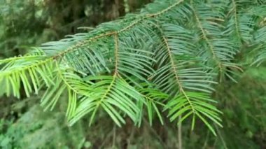 Kozalaklı ağaçların yeni filizleri