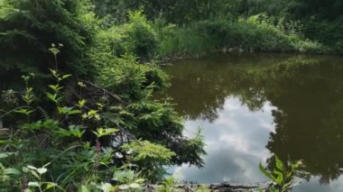 Dağ ormanındaki doğal göl