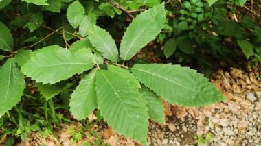 Castanea dağ ormanında dengelenir.