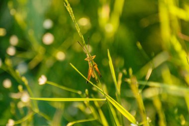 Çekirge doğal ortamında