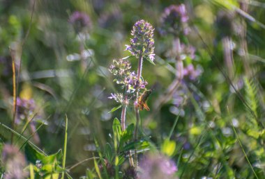 Çekirge doğal ortamında