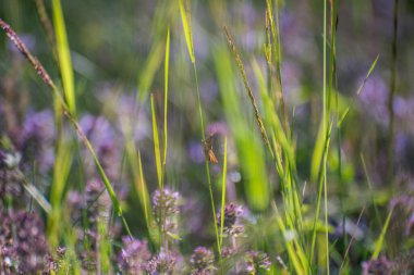 Çekirge doğal ortamında