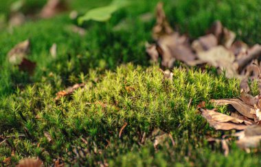 Dağ ormanındaki genç yosunlar