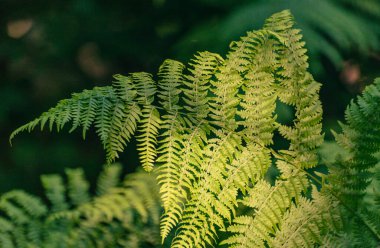 Dağ ormanında genç bir eğrelti otu