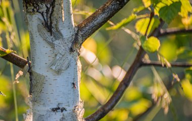 Ağaç gövdesinde siyah karınca