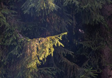 Karpatlar 'ın dağ ormanlarında büyük bir ladin.