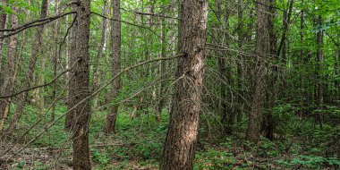 Karpatlar 'ın dağ ormanlarında büyük bir ladin.