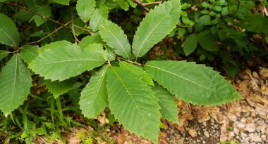 Castanea dağ ormanında dengelenir.