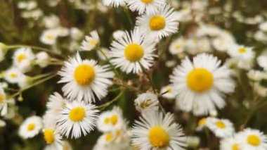 Yaz dağlarında çiçekler Phalacroloma