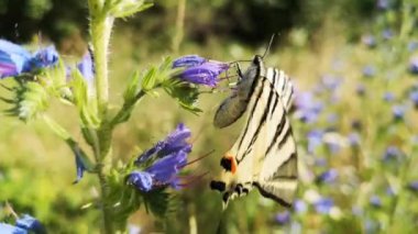 Kırlangıç Kelebeği Doğal yaşam ortamında podalirius 'u canlandırır