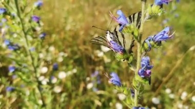 Kırlangıç Kelebeği Doğal yaşam ortamında podalirius 'u canlandırır