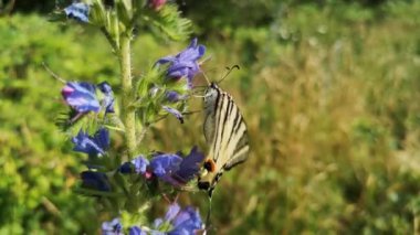 Kırlangıç Kelebeği Doğal yaşam ortamında podalirius 'u canlandırır