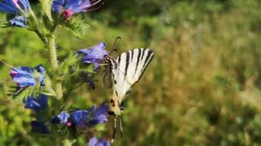 Kırlangıç Kelebeği Doğal yaşam ortamında podalirius 'u canlandırır