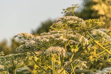 Zehirli bitkiler yazın çiçek açar.