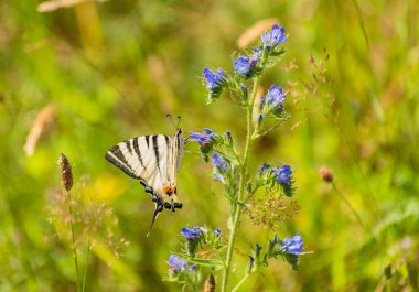Kırlangıç Kelebeği Doğal yaşam ortamında podalirius 'u canlandırır