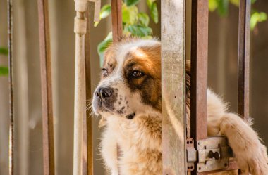 Moskova bekçi köpeği etrafı sarmış.