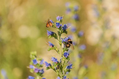Yabanarısı bir çiçekten nektar topluyor.
