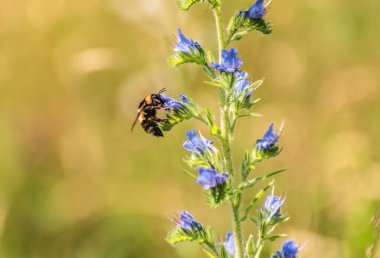 Yabanarısı bir çiçekten nektar topluyor.