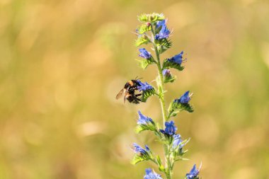 Yabanarısı bir çiçekten nektar topluyor.