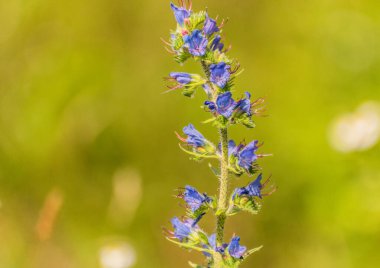 Karpatlar 'da yaygın çürük Echium vulgare çiçek açıyor.