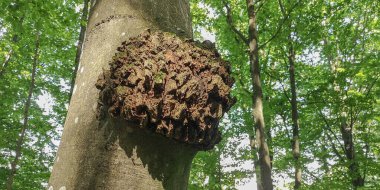 Ormandaki bir Avrupa kayın ağacının gövdesinde garip bir büyüme var.