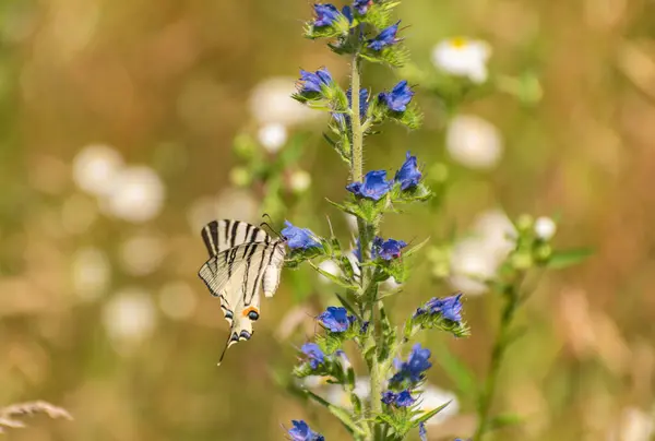 stock image Swallowtail butterfly Iphiclides podalirius in natural habitat
