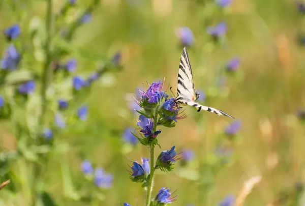 stock image Swallowtail butterfly Iphiclides podalirius in natural habitat