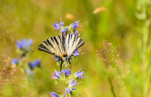 stock image Swallowtail butterfly Iphiclides podalirius in natural habitat