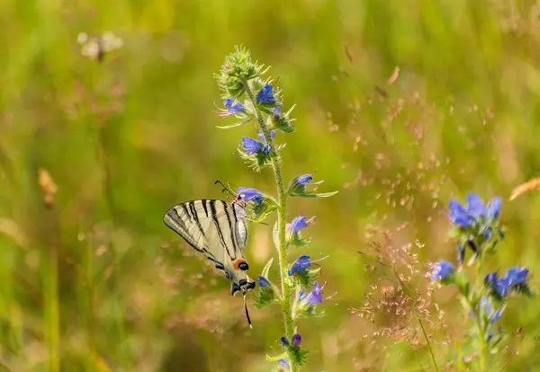 stock image Swallowtail butterfly Iphiclides podalirius in natural habitat