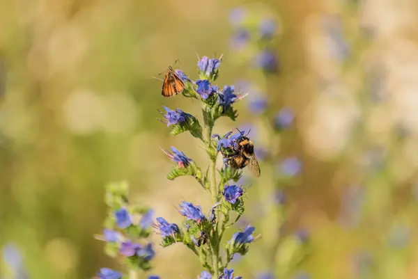 stock image Wild bumblebee collecting nectar from a flower