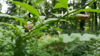 Dağ ormanlarında Atropa belladonna