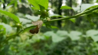 Dağ ormanlarında Atropa belladonna