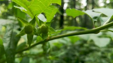 Dağ ormanlarında Atropa belladonna