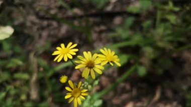 Senecio squalidus L. Dağ ormanında