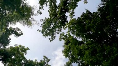 Dağ ormanlarının yaz manzarası